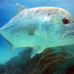 Giant Trevally กระมงพร้าว